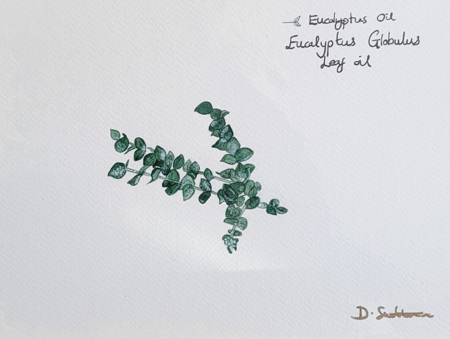 Eucalyptus Oil