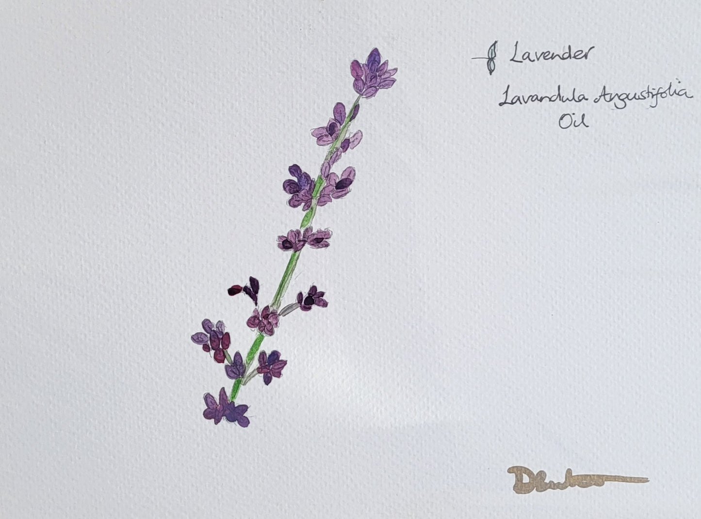 Lavender Oil