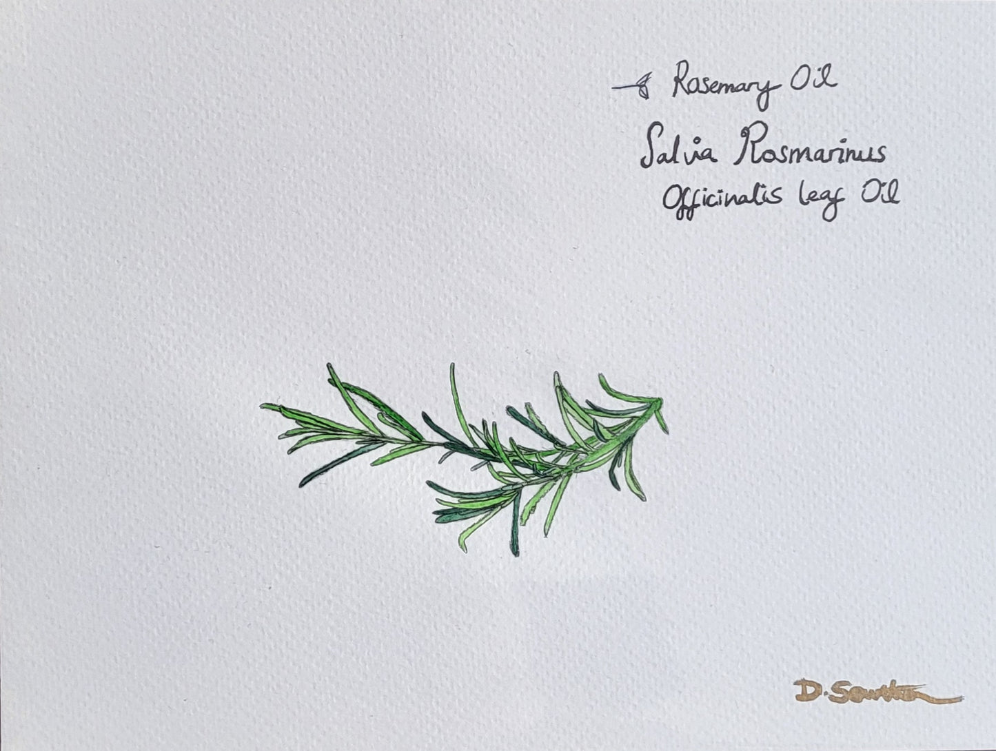 Rosemary Oil