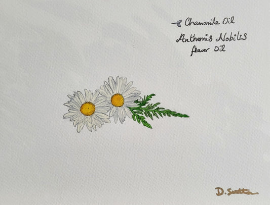  Chamomile Oil - Anthemis Nobilis Flower Oil