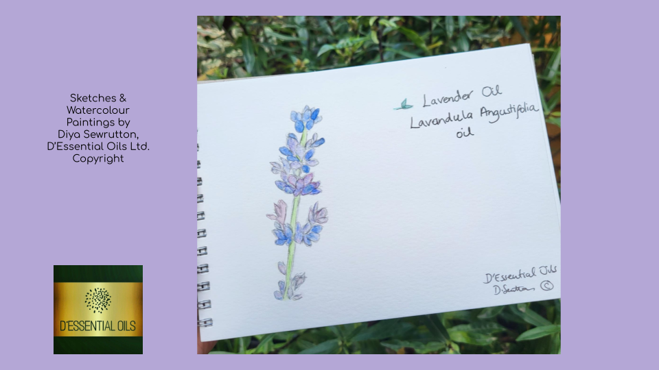 Sketches & Watercolour Painting Booklet