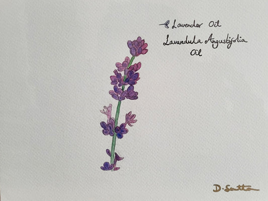 Lavender Oil - Lavandula Angustifolia Oil