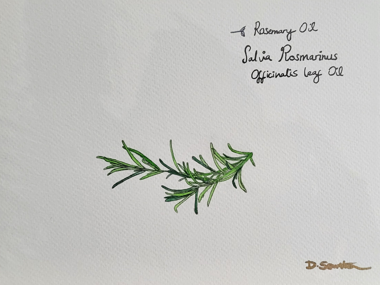 Rosemary Oil - Salvia Rosmarinus Offinalis Leaf Oil