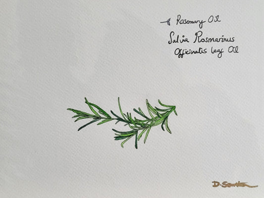 Rosemary Oil - Salvia Rosmarinus Offinalis Leaf Oil